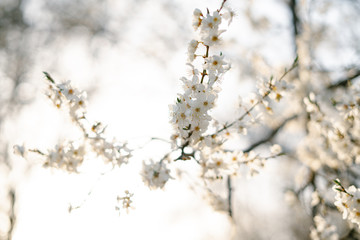 on the branches of the cherry plum tree, there are many white, delicate flowers that bloomed in early spring.in the rays of the setting sun. seasonal trend.natural concept
