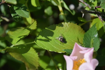 ladybird on a flower