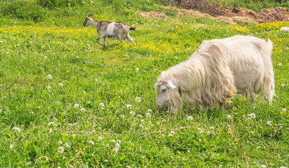 Obraz premium Goats graze in green meadow with dandelions