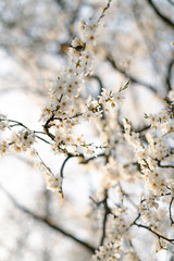 on the branches of the cherry plum tree, there are many white, delicate flowers that bloomed in early spring.in the rays of the setting sun. seasonal trend.natural concept