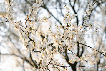 on the branches of the cherry plum tree, there are many white, delicate flowers that bloomed in early spring.in the rays of the setting sun. seasonal trend.natural concept