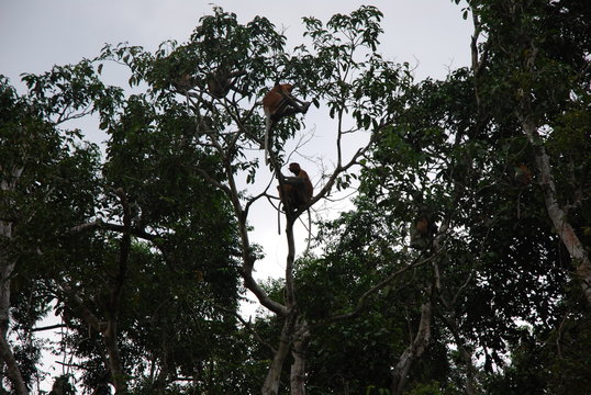 Borneo Malese - Foresta - Nasalis larvatus