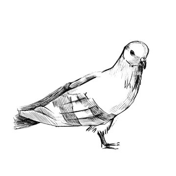 Bird, symbol of peace. A hand-drawn sketch in pencil. Design for tattoo cards, print. Carrier pigeon.