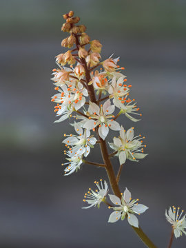 Closeup of the delicate little white flowers of Tiarella wherryi or foam flower