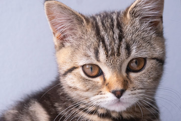 Naklejka na ściany i meble cute scottish straight cat portrait