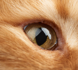 open yellow eye of a red cat