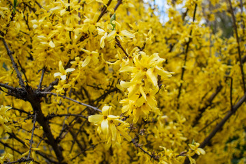 Yellow flowers on the bushes. Laburnum