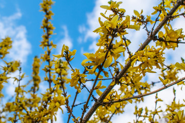 Yellow flowers on the bushes. Laburnum