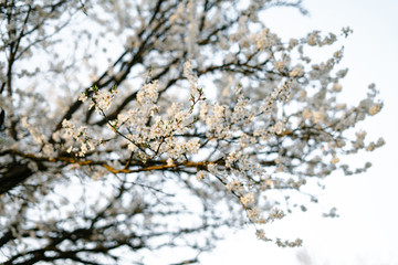 on the branches of the cherry plum tree, there are many white, delicate flowers that bloomed in early spring.in the rays of the setting sun. seasonal trend.natural concept