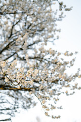 on the branches of the cherry plum tree, there are many white, delicate flowers that bloomed in early spring.in the rays of the setting sun. seasonal trend.natural concept