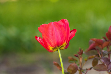 red tulip flower