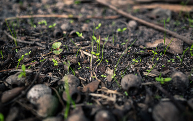 green grass growing in the ground