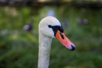 white swan on the lake