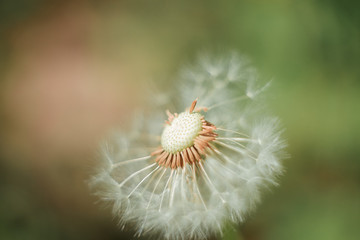 spring dandelion flowers on the street