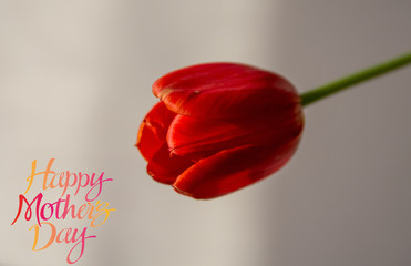 Fototapeta premium Mother's Day. Flowers for Mom. Postcard for Mother's Day. Tulips for Mom