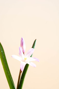 薄紫色の花 Photos Royalty Free Images Graphics Vectors Videos Adobe Stock