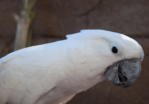 Biała papuga patrząca bokiem