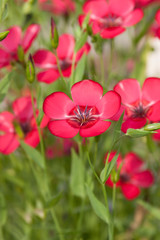 Floral background from bright flowers of red flax