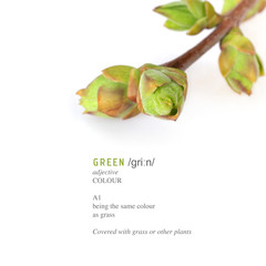 Plant branch with buds and small leaves isolated on white background