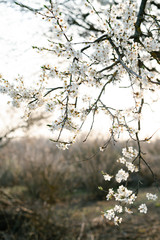 on the branches of the cherry plum tree, there are many white, delicate flowers that bloomed in early spring.in the rays of the setting sun. seasonal trend.natural concept