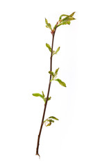 Plant branch with buds and small leaves isolated on white background