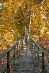 Fototapeta na wymiar Wooden platform in the forest. Sunny autumn day in Poland