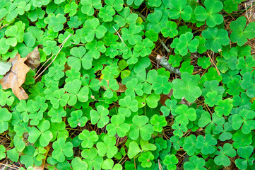 Closeup of green clovers in the forest