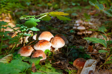 Closeup of little mushrooms in the forest