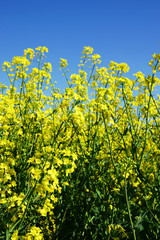 rapeseed field with blue sky, vertical