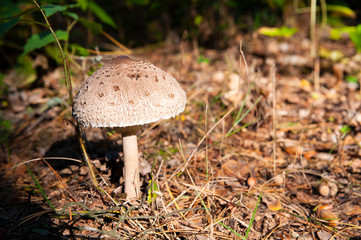 Closeup of a mushroom in the forest