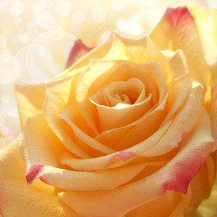 closeup of yellow rose flower