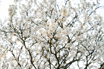 on the crown of the plum tree, there are many white, delicate flowers that bloomed in early spring.in the rays of the setting sun. seasonal trend.natural concept. in botanical garden
