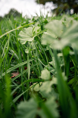 green grass in the forest