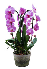 The pink  Orchid Phalaenopsis in pot on white background isolated
