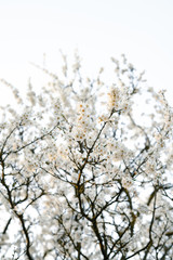 on the crown of the plum tree, there are many white, delicate flowers that bloomed in early spring.in the rays of the setting sun. seasonal trend.natural concept. in botanical garden