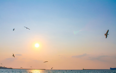 seagulls at sunset