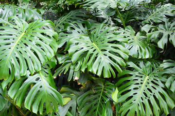 Dark tropical green monstera leaves.