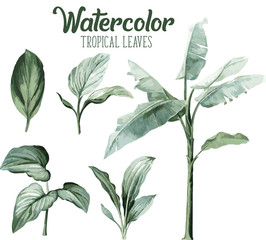 Watercolor tropical leaves 