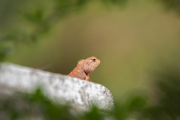 Lizard sitting on concrete fence.