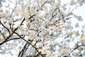 Obraz premium on the crown of the plum tree, there are many white, delicate flowers that bloomed in early spring.in the rays of the setting sun. seasonal trend.natural concept. in botanical garden