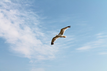 seagull flying in the sky