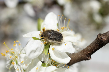 Shaggy beetle Tropinota hirta, feeds on the pollen of a flowering plum flower.