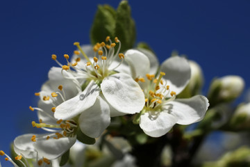 Wonderful fragrant flowers of a blossoming plum tree, against the sky. Macro photography.