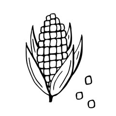 Hand drawn line art illustration. Drawing healthy food - corn. Vector graphic. Can be used for printing on fabric, clothing, mugs, postcards and much more.
