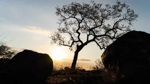 Static silhouette timelapse of lone Marula trees (Sclerocarya birrea) with rock boulders, scattered clouds as sun sets on horizon, dip to black, African sunset landscape.