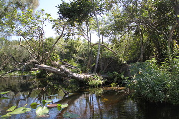 Everglades wet land swamp natural landscape