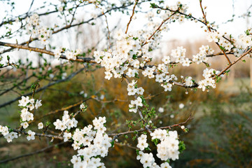 with a lot of white,delicate cherry blossom flowers. branches of a blooming plum tree on background of green grass in light of setting sun. huge blooming tree. seasonal trend.natural concept.
