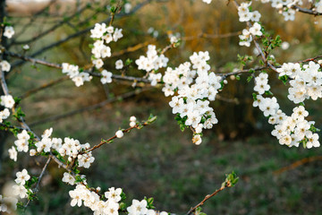 with a lot of white,delicate cherry blossom flowers. branches of a blooming plum tree on background of green grass in light of setting sun. huge blooming tree. seasonal trend.natural concept.