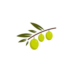 Green olives in the branch. Isolated vector illustration.