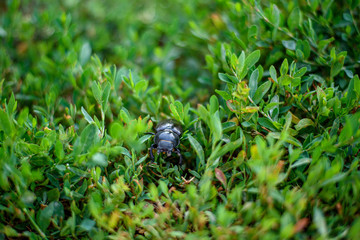 blue bug on the grass